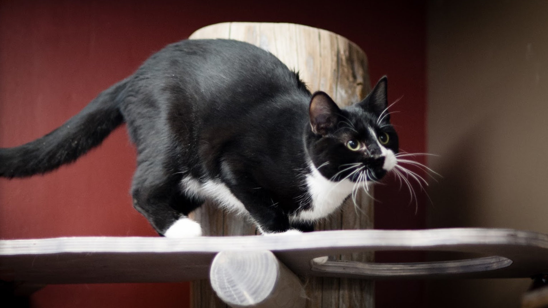 Paws the Cat Cafe Paws the Cat Cafe